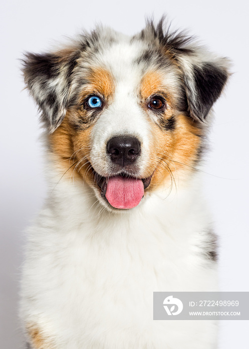 australian shepherd th blue-eyed merle puppy muzzle on white background