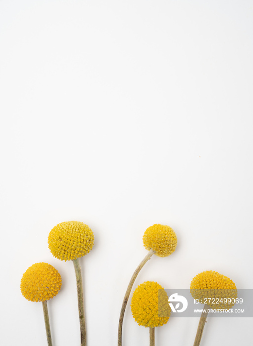 Craspedia billy buttons vibrant yellow flower