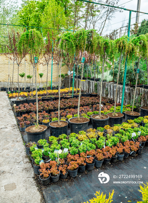 Garden shop. A row of plants for landscape design