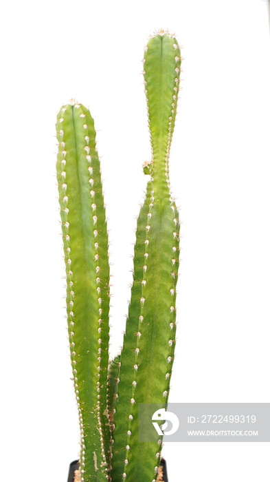 Cacti, dessert plant in many type and shape with it needle as leaf. Variety cactus in pot and garden. Succulent plant grow dry area