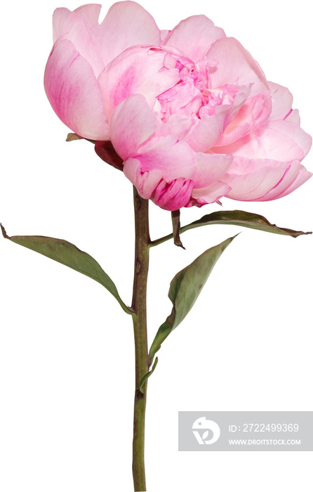 Pink Peony flower transparency background.Floral object.