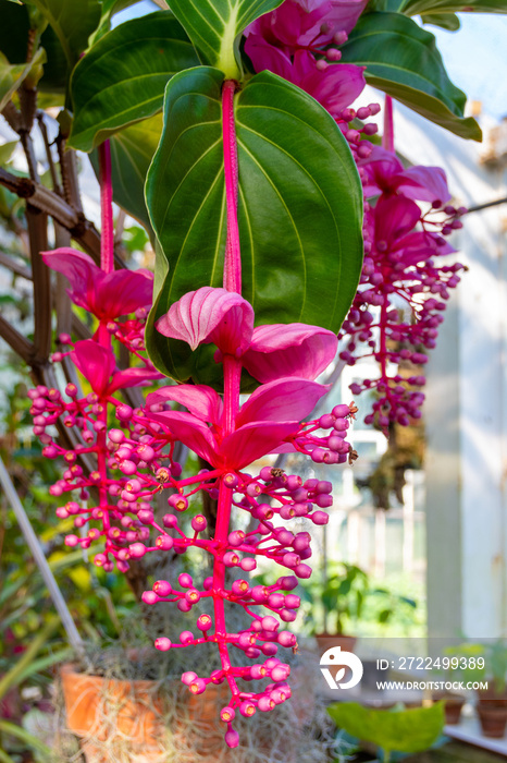 Melastomataceae Medinilla Magnifica