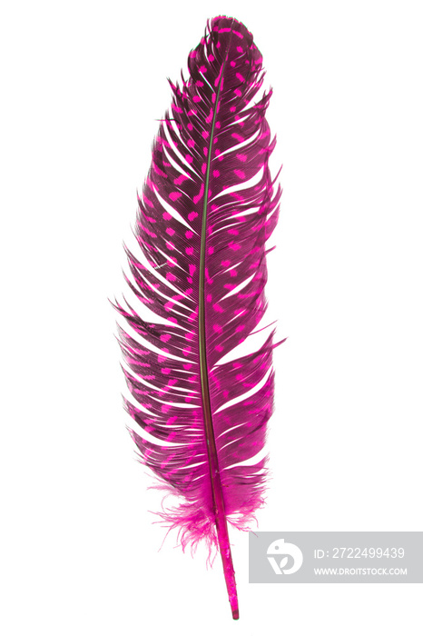 Elegant fluffy feather isolated on the white background