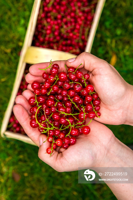 red currant from the garden in your hand