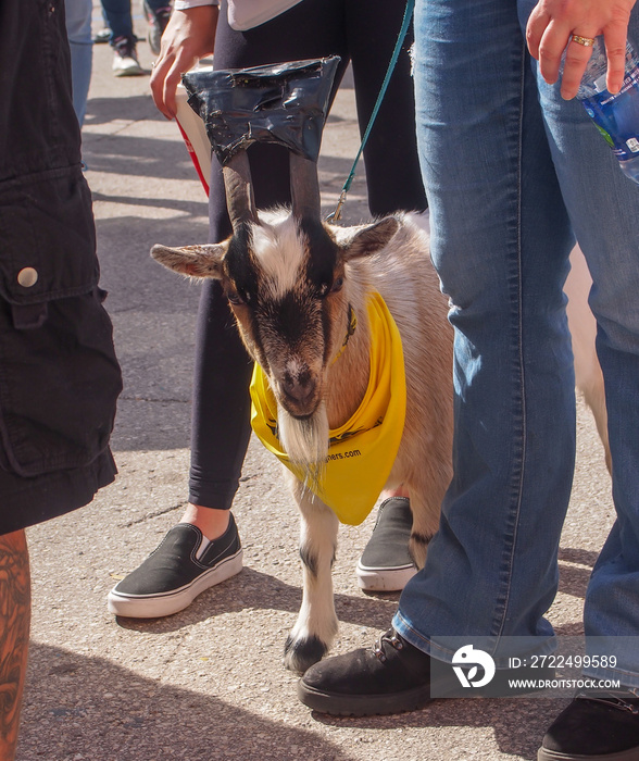 Goat Therapy pet on leash in crowd