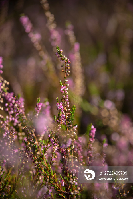 Calluna vulgaris. Flowers background. Vibrant pink heather blossoming outdoors. Purple heather flowers close up. Common heather, macro, background.