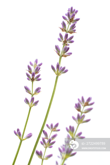 Lavandula angustifolia