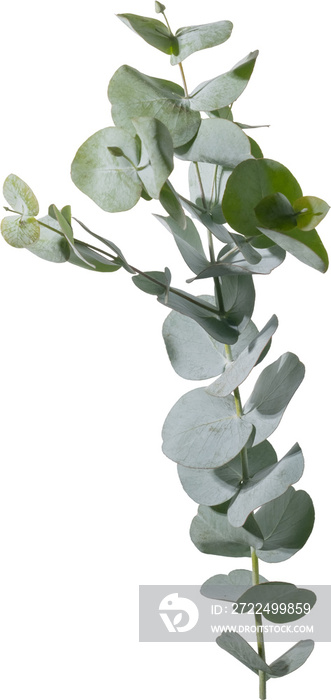 Eucalyptus leaf cutout on transparent background.