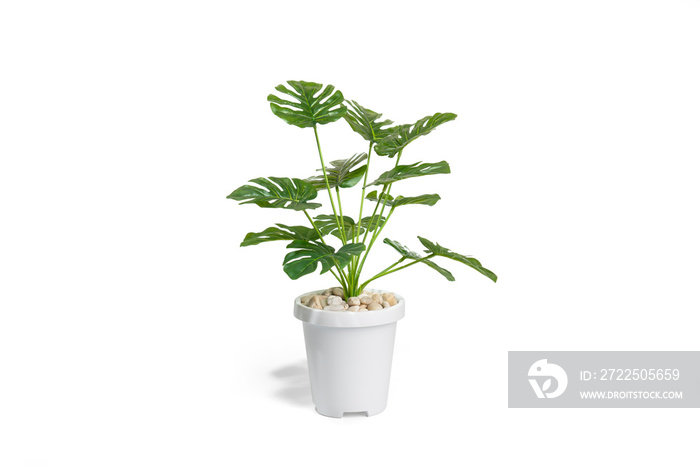 Beautiful monstera tree in a white pot stands on white background. plastic tree, room decoration