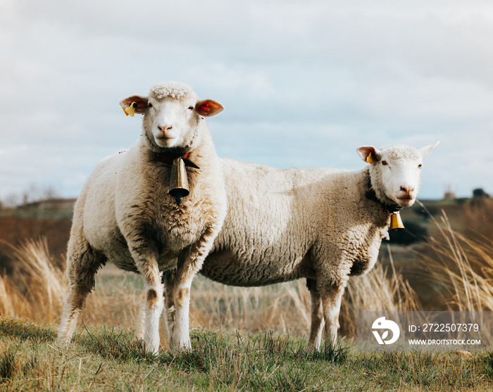 两只带铃铛的羊正在看着摄像机