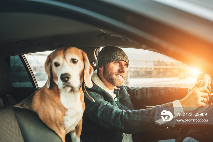 Man riding a car and his beagle dog sit inside with him. Travel with pets concept image.