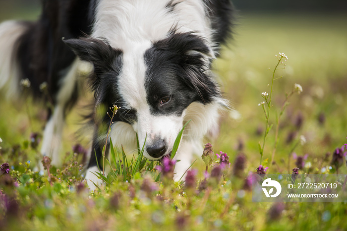 花草地上的年轻边境牧羊犬