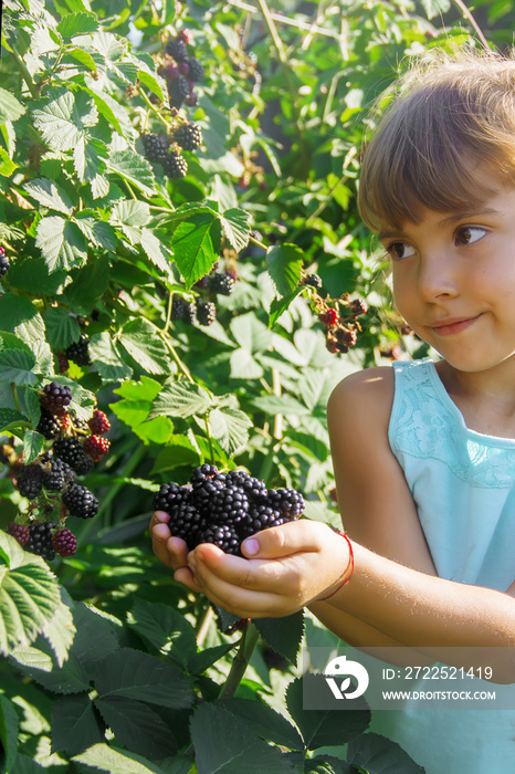 blackberry grows in the home garden. Selective focus.