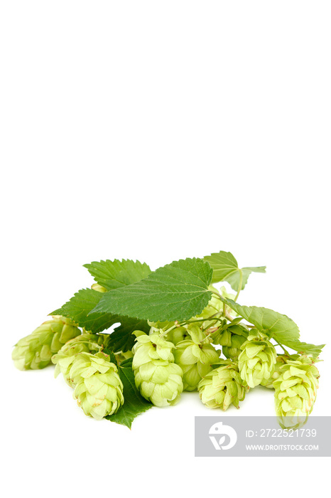 Hop close-up isolated on a white background.