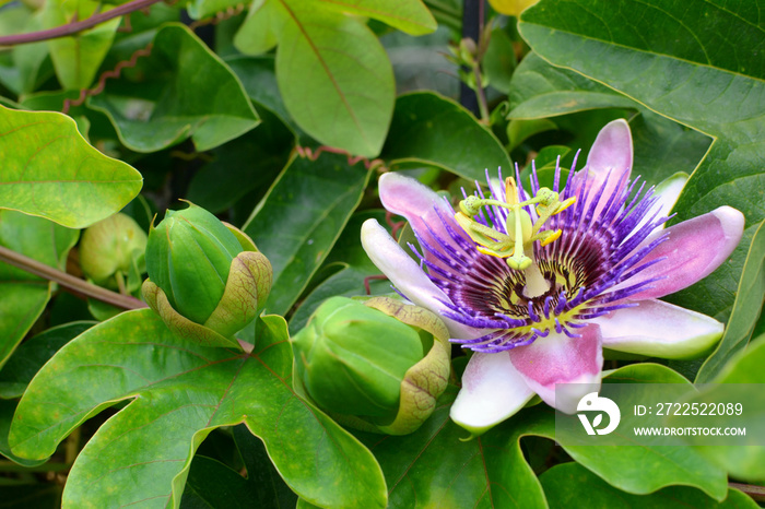 purple passion flower, passion flower