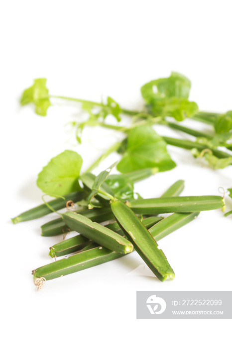 Cissus quadrangularis L. on white background. Herb for Hemorrhoids.