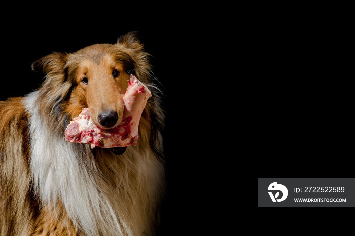 牧羊犬的画像，带骨头，配以烤肉