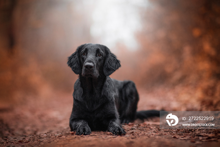 秋季黑色扁毛寻回犬