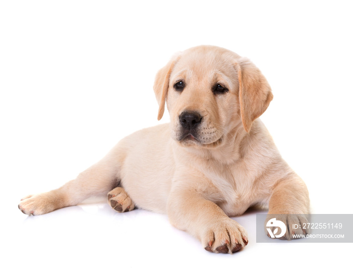 puppy labrador retriever