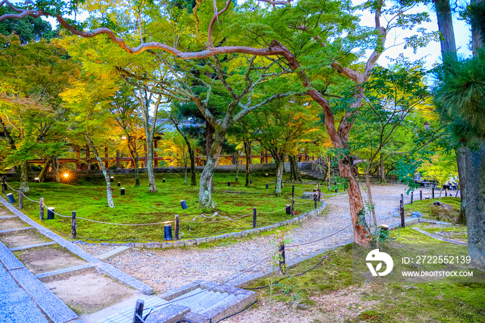 京都、東福寺遅延の青もみじ