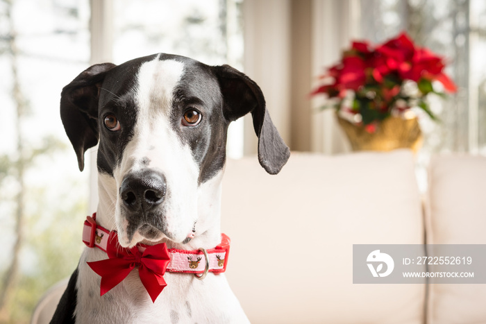 Portrait of a great dane wearing a holiday collar with pointsetta plant in the background.