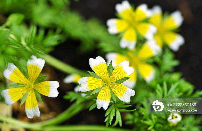 黄白荷包蛋花（Limnanthes douglasii）