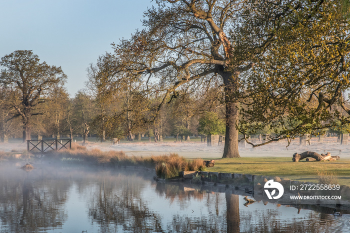 Bushy Park first thing