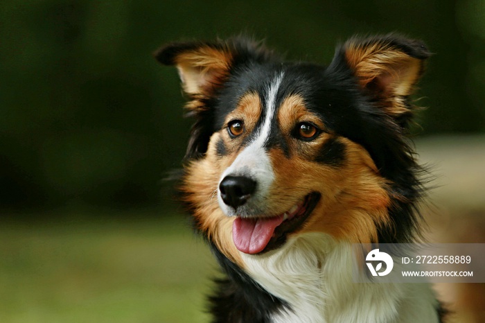 Head of tricolor border collie