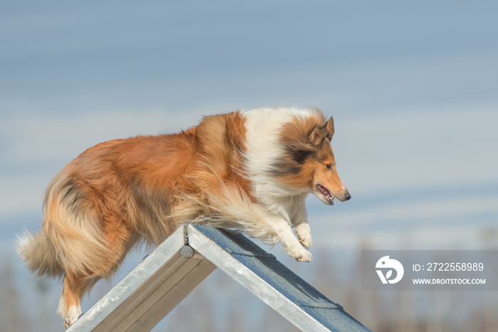 粗糙的牧羊犬在敏捷性比赛中翻越a型框架