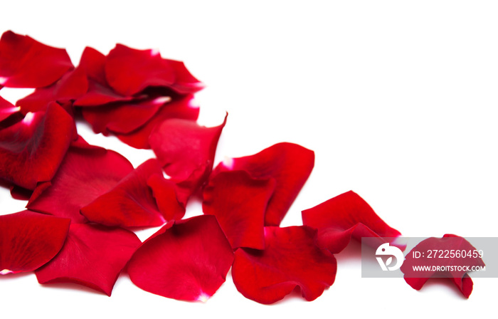 Red roses petals