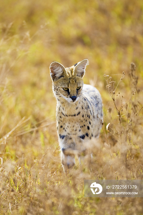非洲的野生Serval Cat