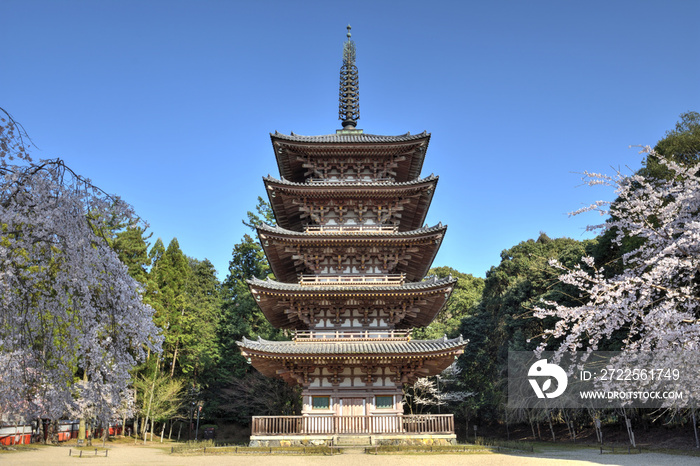 醍醐寺の桜