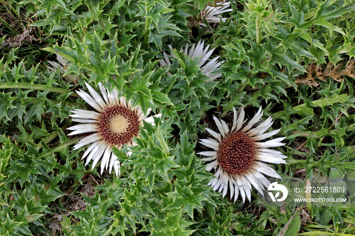 carlina acaulis