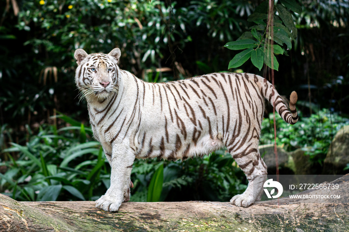 White Tiger at Singapore Zoo