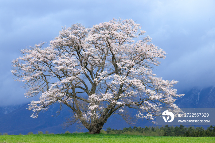 小岩井農場　一本桜