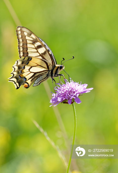 Le machaon