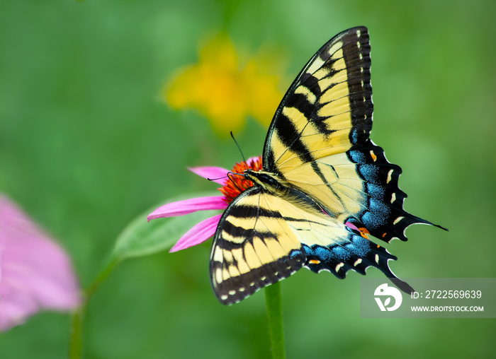 Beautiful yellow eastern tiger swallowtail butterfly with spread open wings on a green background