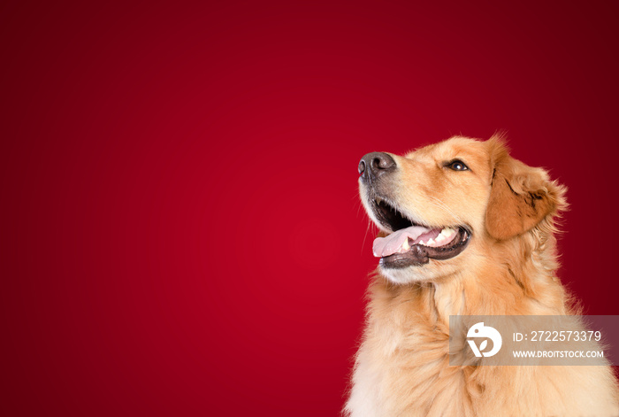 golden retriever dog looking up on red background