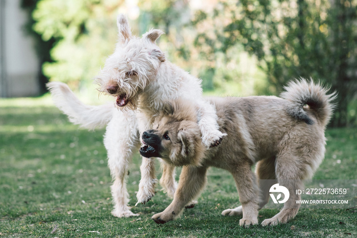 junge Hunde spielen im Garten Eurasier Hündin und Mischlingshündin raufen und spielen