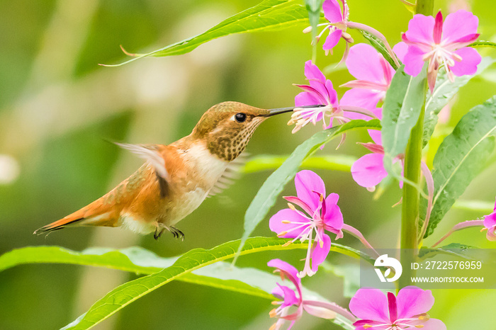 Female Rufous Hummingbird Adjusts Wing Position While Hovering Near Wildflowers