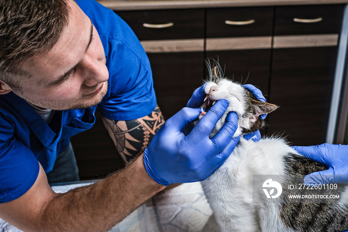 Veterinary examining cat’s teeth and mouth in a vet clinic