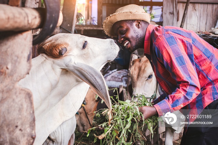 Portrait of  African American man cow breeder standing in outdoor cowshed with smile and happy