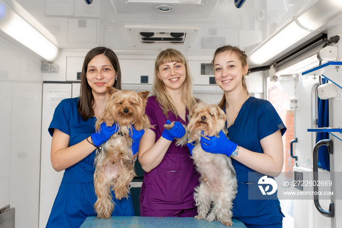 Young women professional pet doctors posing with yorkshire terriers inside pet ambulance. Animals healthcare concept