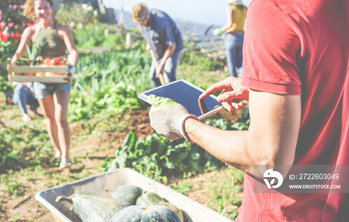 Friendly team harvesting fresh organic vegetables from the community greenhouse garden and planning harvest season on a digital tablet