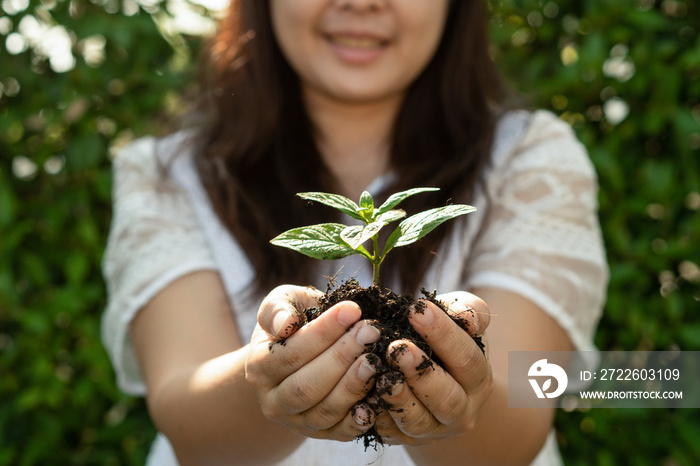 Young plant tree sprout in woman hand. Concept of farming and environment protecting.