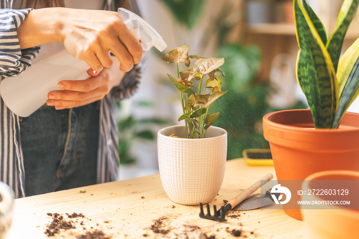 Woman gardeners watering plant in ceramic pots on the wooden table. Home gardening, love of houseplants, freelance. Spring time. Stylish interior with a lot of plants. Taking care of home plants.