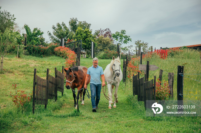 Man walking with horses