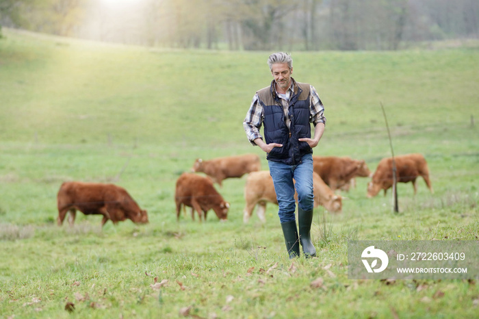 Farmer walking in field with cattle in the background