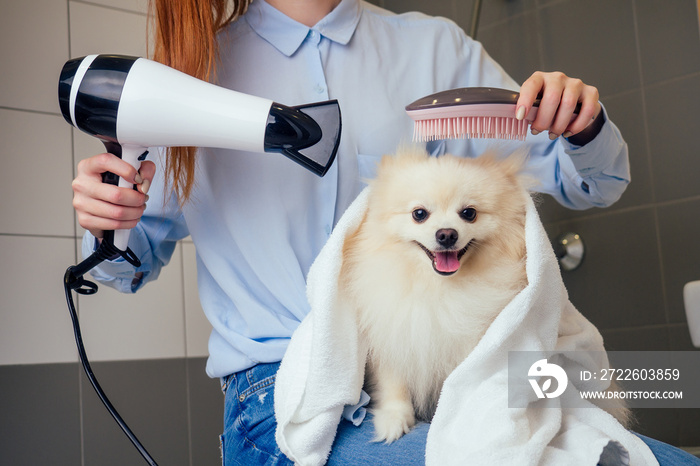 happy redhaired ginger woman blowing dry the spitz dog hair wiping with a bath towel in the grooming salon