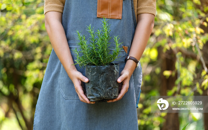 Closeup image of a woman holding and preparing to plant rosemary tree for home gardening concept